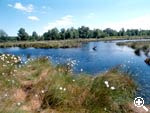 Region - Hochmmorflchen mit Wollgras, Sonnentau und vielen verschiedenen Vogelarten