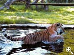 Region - Tigergehege im Tierpark Ströhen